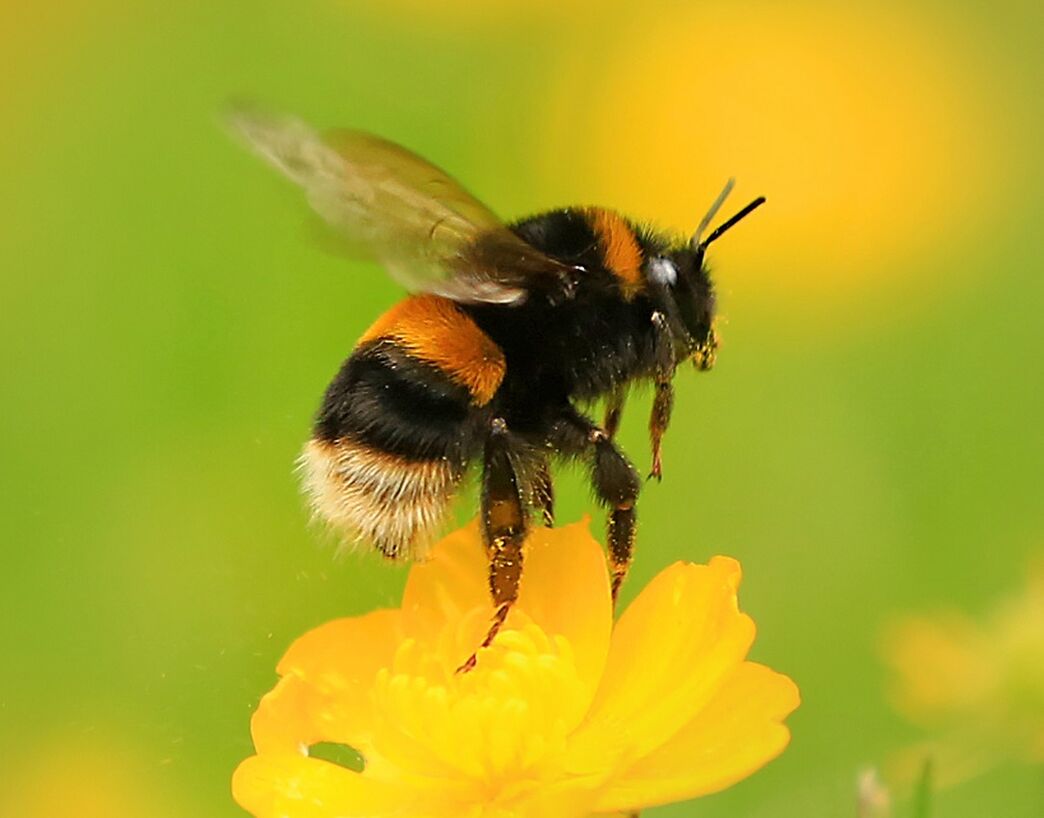 How To Identify Bumblebees The Wildlife Trusts How To Identify Bumblebees The Wildlife Trusts